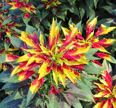 Colorful Summer Poinsettia Amaranthus tricolor perfecta - 100 Seeds