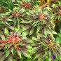 Colorful Summer Poinsettia Amaranthus tricolor perfecta - 100 Seeds