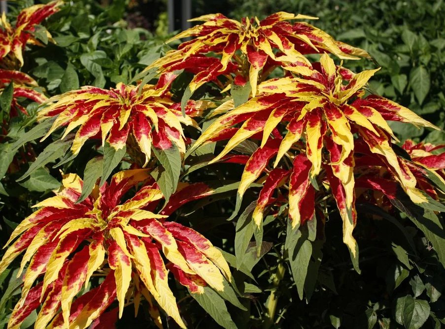 Colorful Summer Poinsettia Amaranthus Tricolor Perfecta 100 Seeds