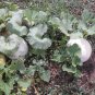 White Pumpkin Ghost Casper Cucurbita maxima - 10 Seeds