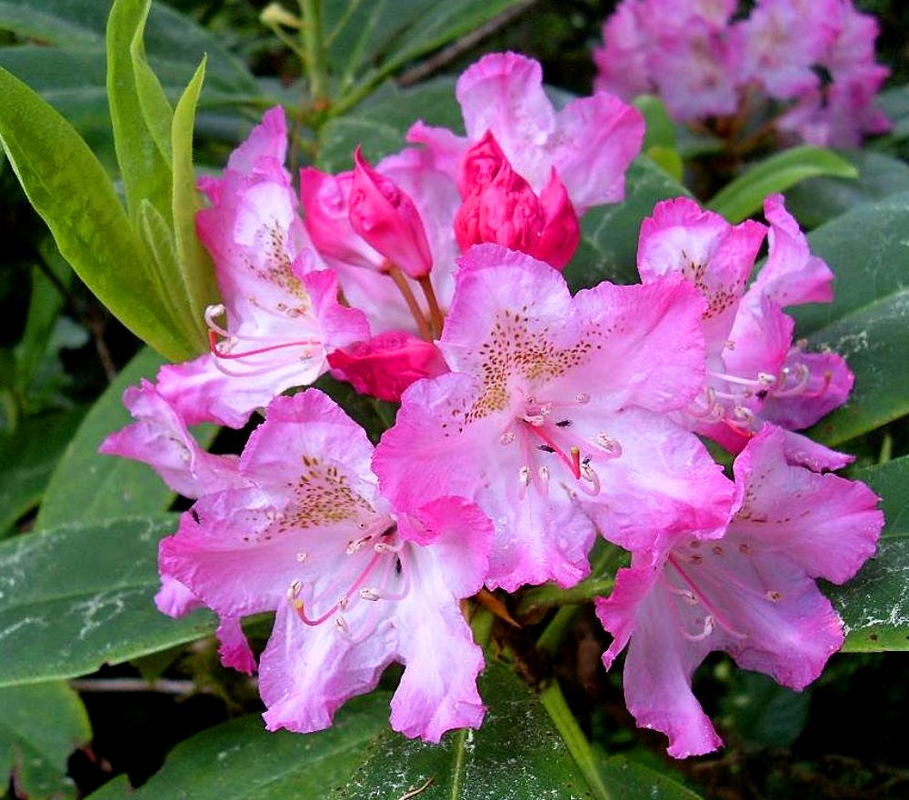 Native Pacific Rhododendron Rhododendron macrophyllum - 80 Seeds