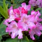 Native Pacific Rhododendron Rhododendron macrophyllum - 80 Seeds