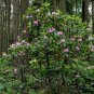 Native Pacific Rhododendron Rhododendron macrophyllum - 80 Seeds