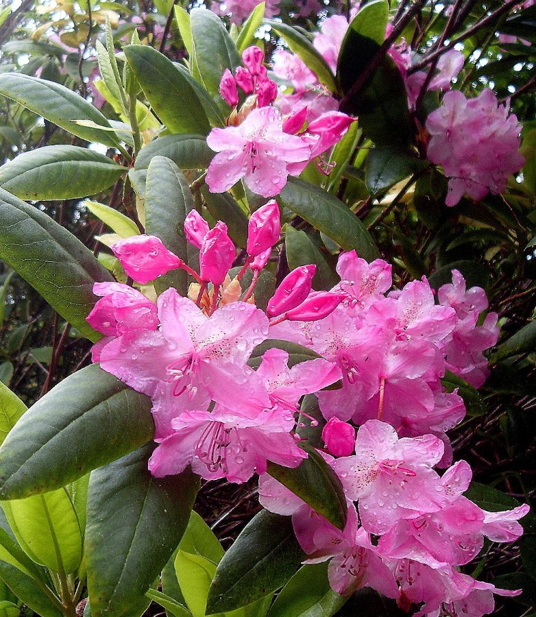 Native Pacific Rhododendron Rhododendron macrophyllum - 80 Seeds