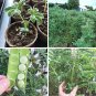 Heirloom True Italian Lupini Beans Lupinus albus  - 30 Seeds