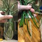 Cuttings! Succulent Pencil Cactus Euphorbia tirucalli â�� 5 Unrooted Cuttings