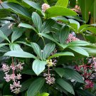 Tropical Chandelier Plant Showy Melastome Medinilla cummingii - 50 Seeds