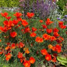 Red California Poppy Eschscholzia californica - 200 Seeds