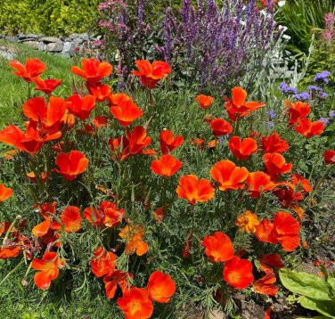 Red California Poppy Eschscholzia californica - 200 Seeds