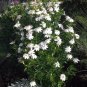 Rare Wild Forest Gardenia Gardenia thunbergia  - 15 Seeds