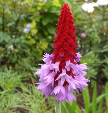 Seuss Inspired Vial's Primrose Primula vialii - 25 Seeds