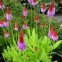Seuss Inspired Vial's Primrose Primula vialii - 25 Seeds
