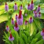 Seuss Inspired Vial's Primrose Primula vialii - 25 Seeds