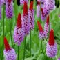 Seuss Inspired Vial's Primrose Primula vialii - 25 Seeds