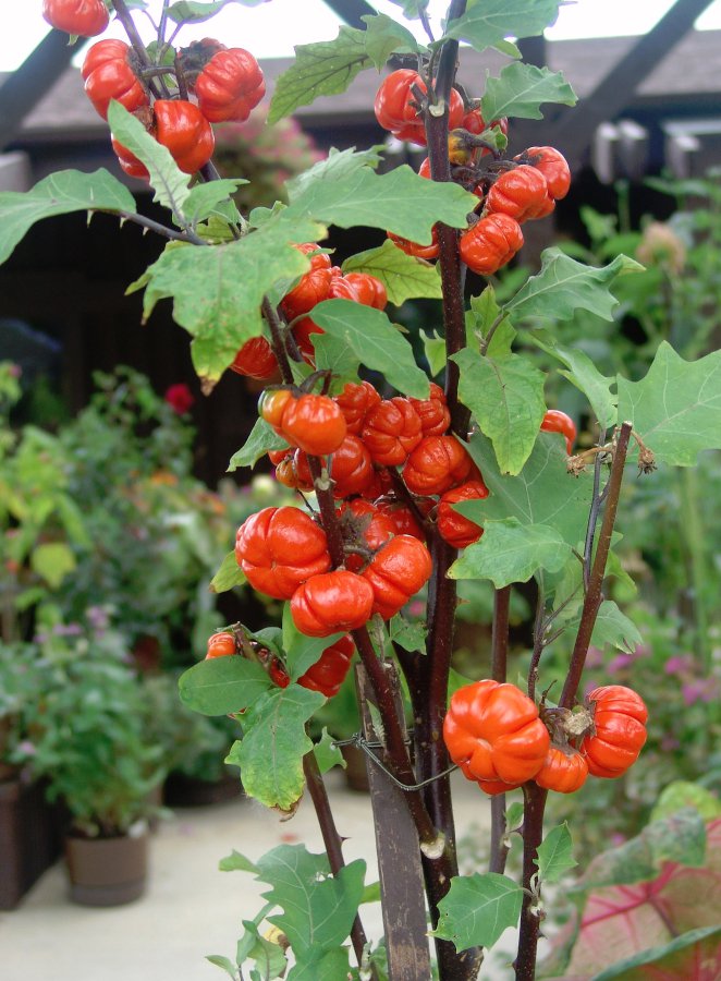 Pumpkin on a Stick (Chinese Scarlet Eggplant) - 10 Seeds