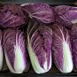 Red Purple Napa Cabbage Merlot Brassica rapa pekinensis - 25 Seeds