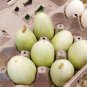 Croatia Heirloom Dragon's Egg Cucumber Cucumis sativis - 10 Seeds