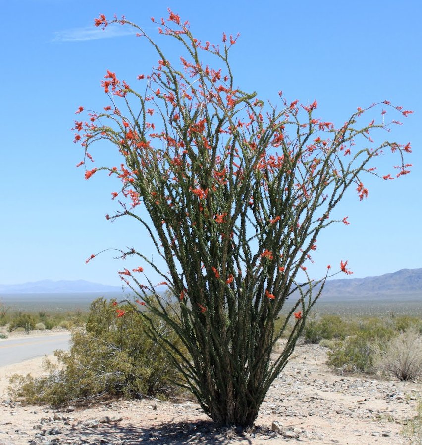 Rare Desert Candlewood Ocotillo Fouquieria splendens 15 Seeds