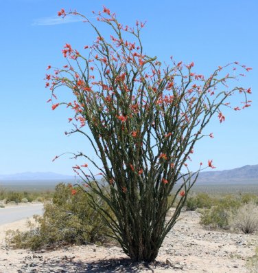 Rare Desert Candlewood Ocotillo Fouquieria splendens - 15 Seeds