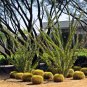 Rare Desert Candlewood Ocotillo Fouquieria splendens - 15 Seeds