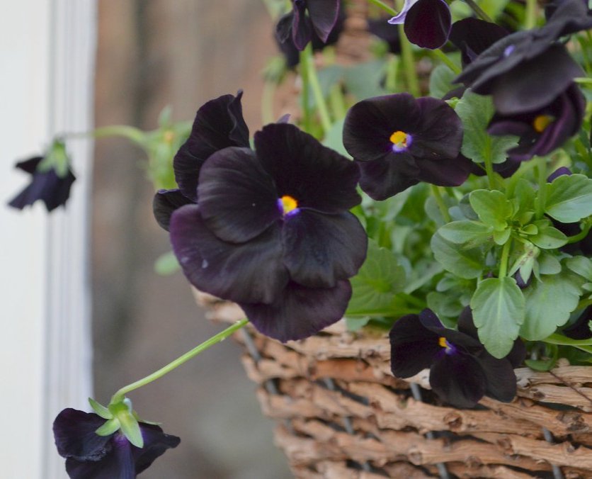 PANSY BLACK FLOWER- 100Seeds.Viola Wittrockiana Biennial rare BLACK flowers.