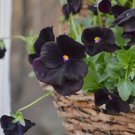 Goth Garden Almost Black Pansy Viola Wittrockiana - 30 Seeds