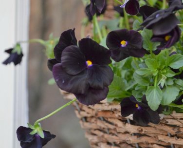 Goth Garden Almost Black Pansy Viola Wittrockiana - 30 Seeds