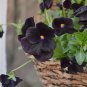 Goth Garden Almost Black Pansy Viola Wittrockiana - 30 Seeds