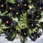 Goth Garden Almost Black Pansy Viola Wittrockiana - 30 Seeds