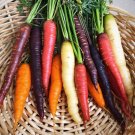 Heirloom Rainbow Carrots Organic OP Daucus Carota sativus - 100 Seeds