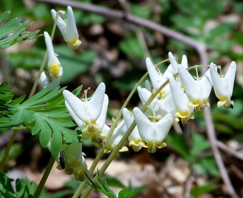 Perennial Dutchman's Breeches Dicentra cucullaria 20 seeds