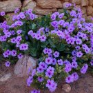 Native Showy Wild Desert Four O'Clock Mirabilis Multiflora - 8 Seeds
