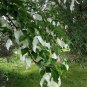 Scarce Pocket Handkerchief Tree Dove Tree Hardy Davidia involucrata - 5 Seed Nuts