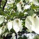 Scarce Pocket Handkerchief Tree Dove Tree Hardy Davidia involucrata - 5 Seed Nuts