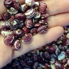 Heirloom Pole Bean Good Mother Stallard Phaseolus vulgaris - 40 Seeds