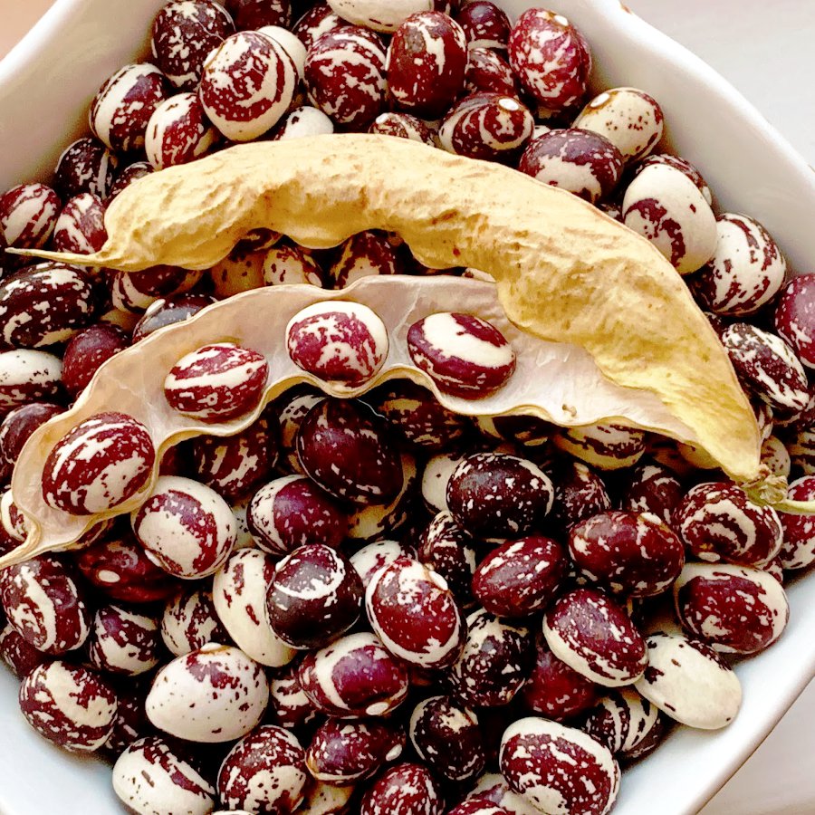 Good Mother Stallard Heirloom Pole Bean Phaseolus vulgaris - 50 Seeds