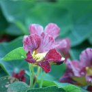 Edible Flowers Purple Emperor Nasturtium Organic Tropaeolum Majus - 25 Seeds