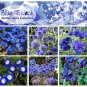 Blue Splash Garden Flower Seeds Gift Collection - 6 Varieties