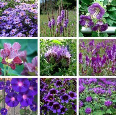 Monochromatic Flowers Purple Shades Seed Collection - 9 Varieties