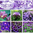 Purple Splash Flower Seed Gift Collection - 6 Varieties