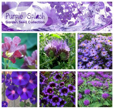 PurpleSplash Garden Flower Seed Gift Collection - 6 Varieties