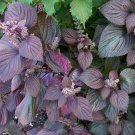 Organic Beefsteak Plant Red Shiso Herb Perilla frutescens - 100 Seeds