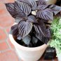 Organic Beefsteak Plant Red Shiso Herb Perilla frutescens - 100 Seeds