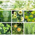 Unusual Green Splash Flower Seed Collection - 6 Varieties