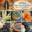 Milpa Three Sister Garden Heirloom Seed Collection - 6 Varieties