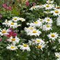Shasta Daisy White Chrysanthemum Maximum - 250 Seeds