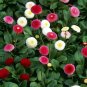 Double English Daisy Mix Bellis Perennis Super Enorma - 100 Seeds