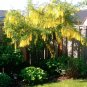 Weeping Golden Chain Tree Cassia fistula - 8 Seeds