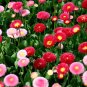 Double English Daisy Mix Bellis Perennis Super Enorma - 100 Seeds