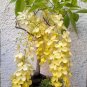 Weeping Golden Chain Tree Cassia fistula - 8 Seeds